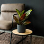 Croton 'Petra' sfeer